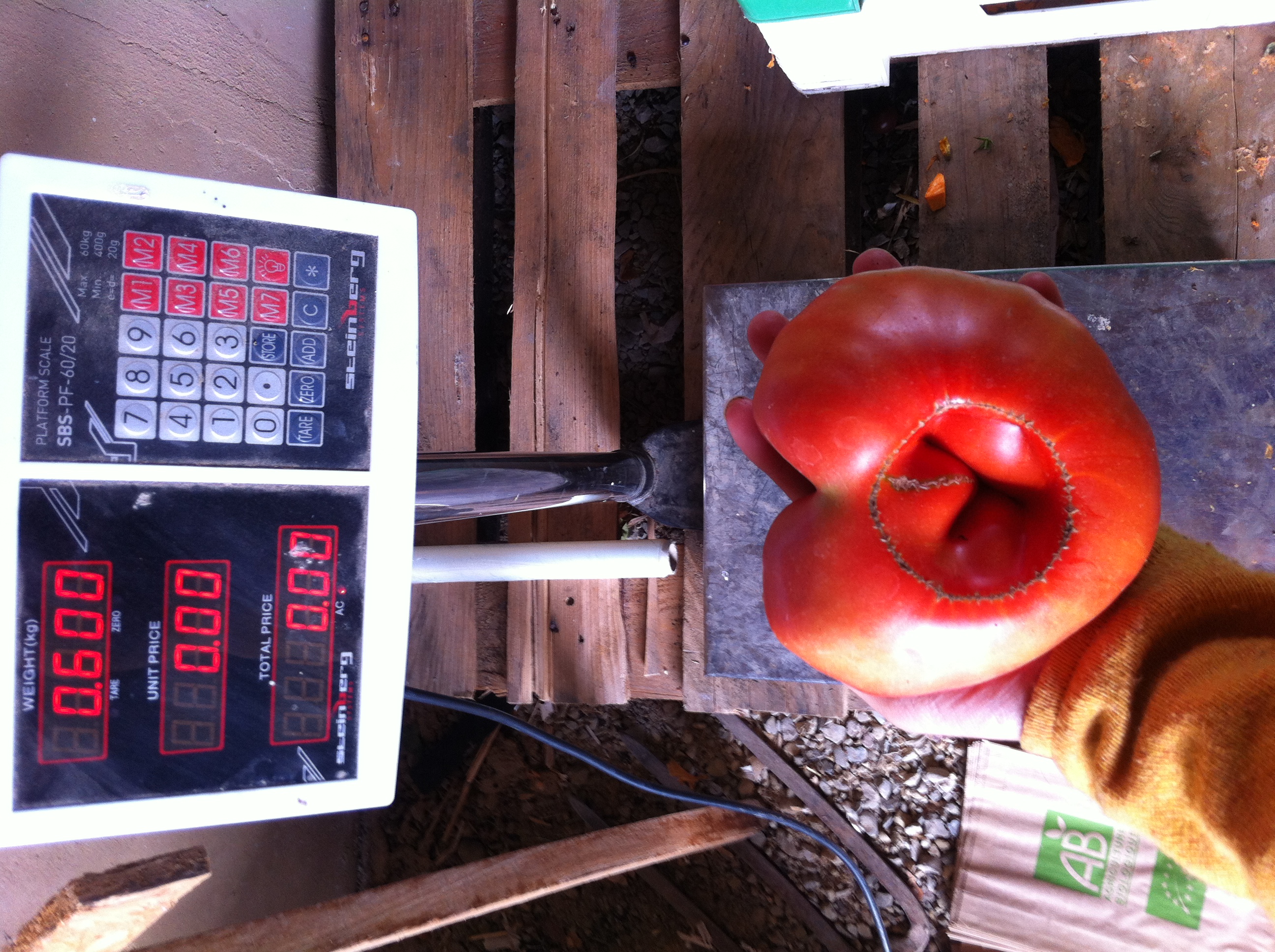 récolte tomates été 2017