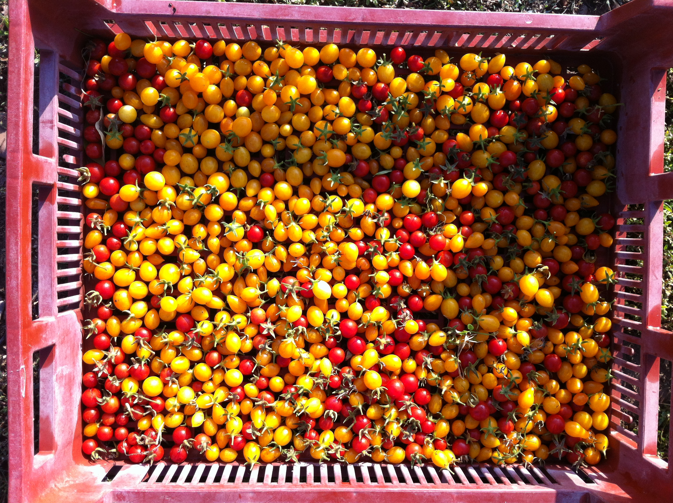 récolte tomates été 2017