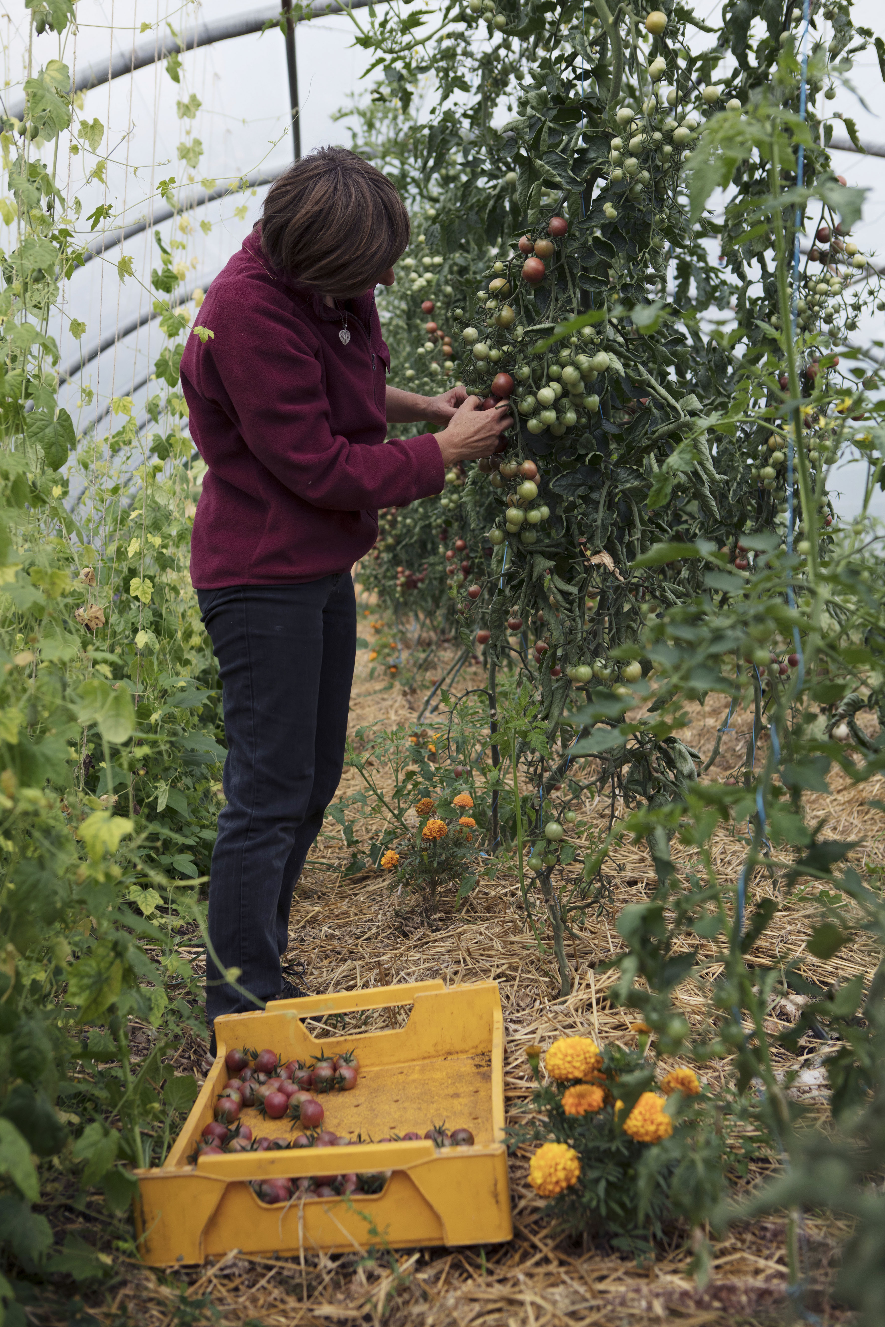 récolte tomates été 2017