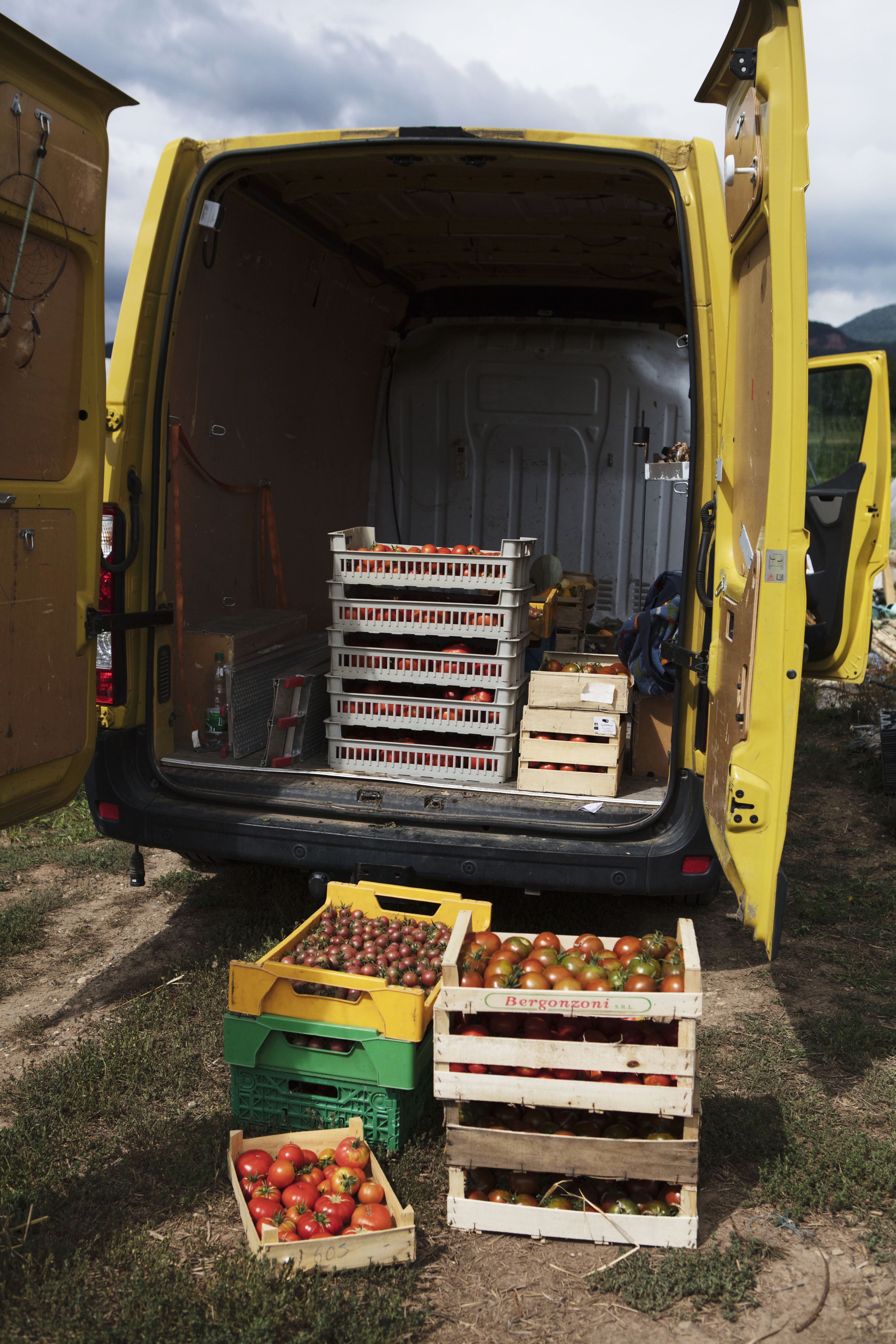 récolte tomates été 2017
