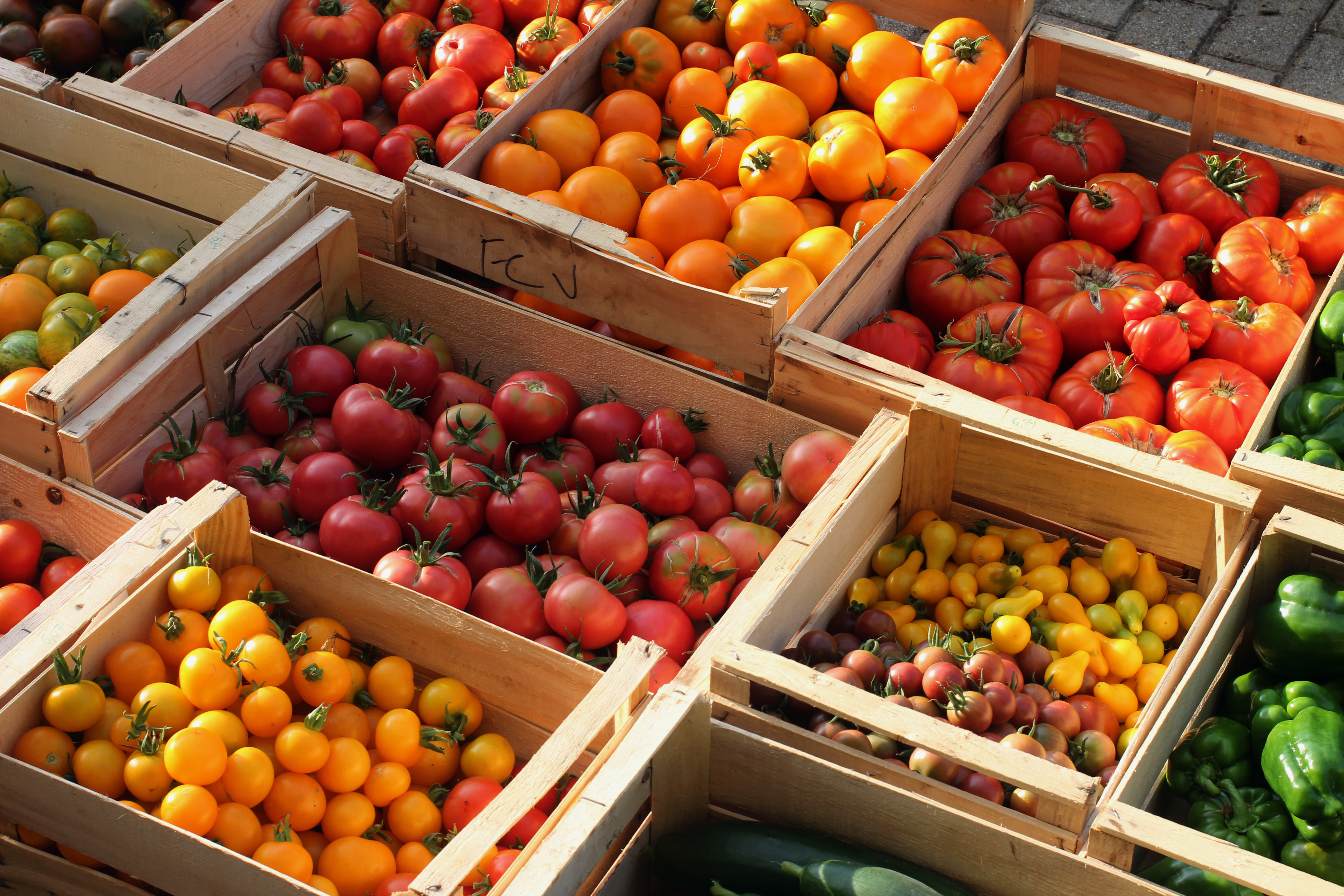 récolte tomates été 2017