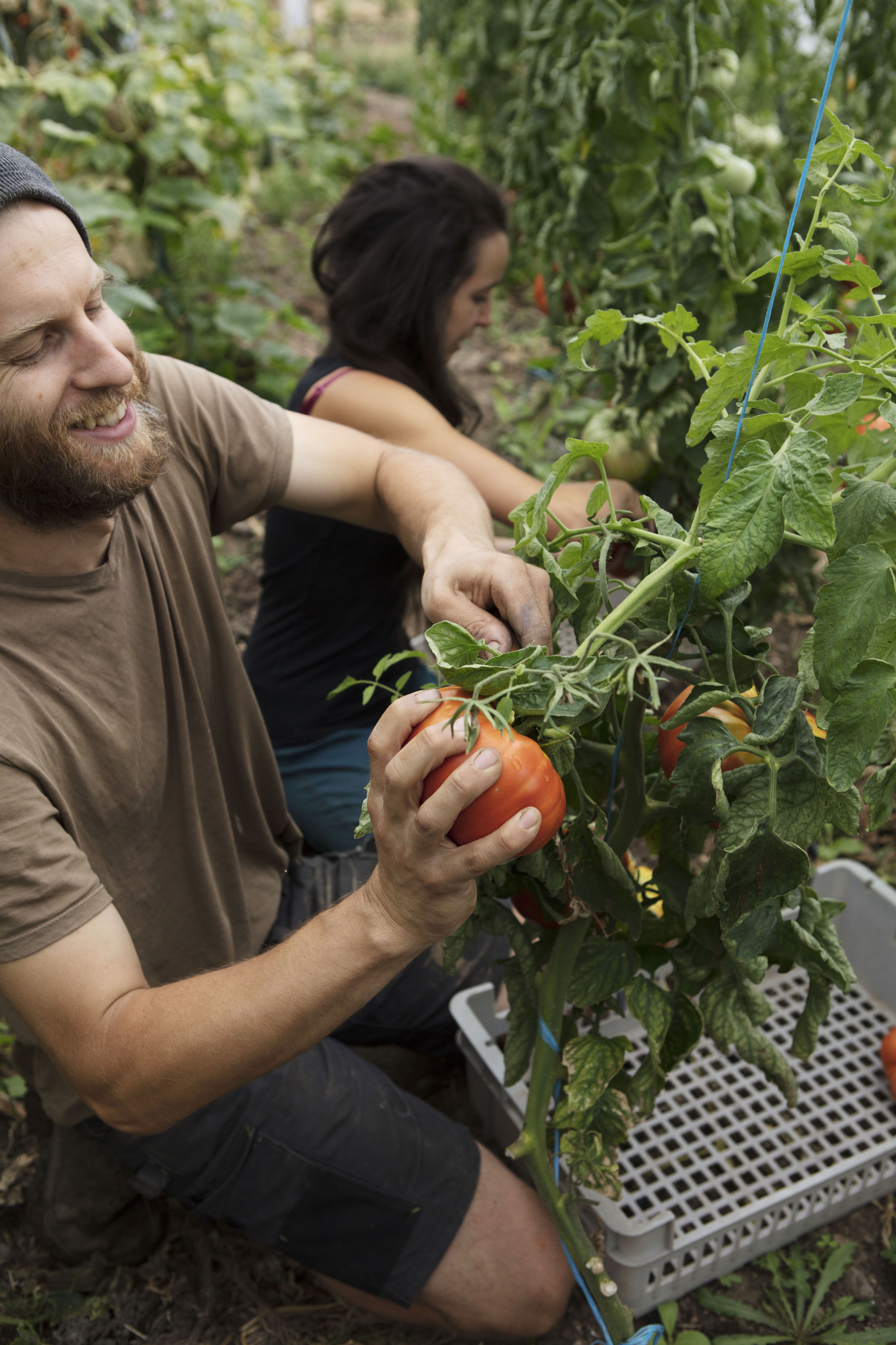 récolte tomates été 2017