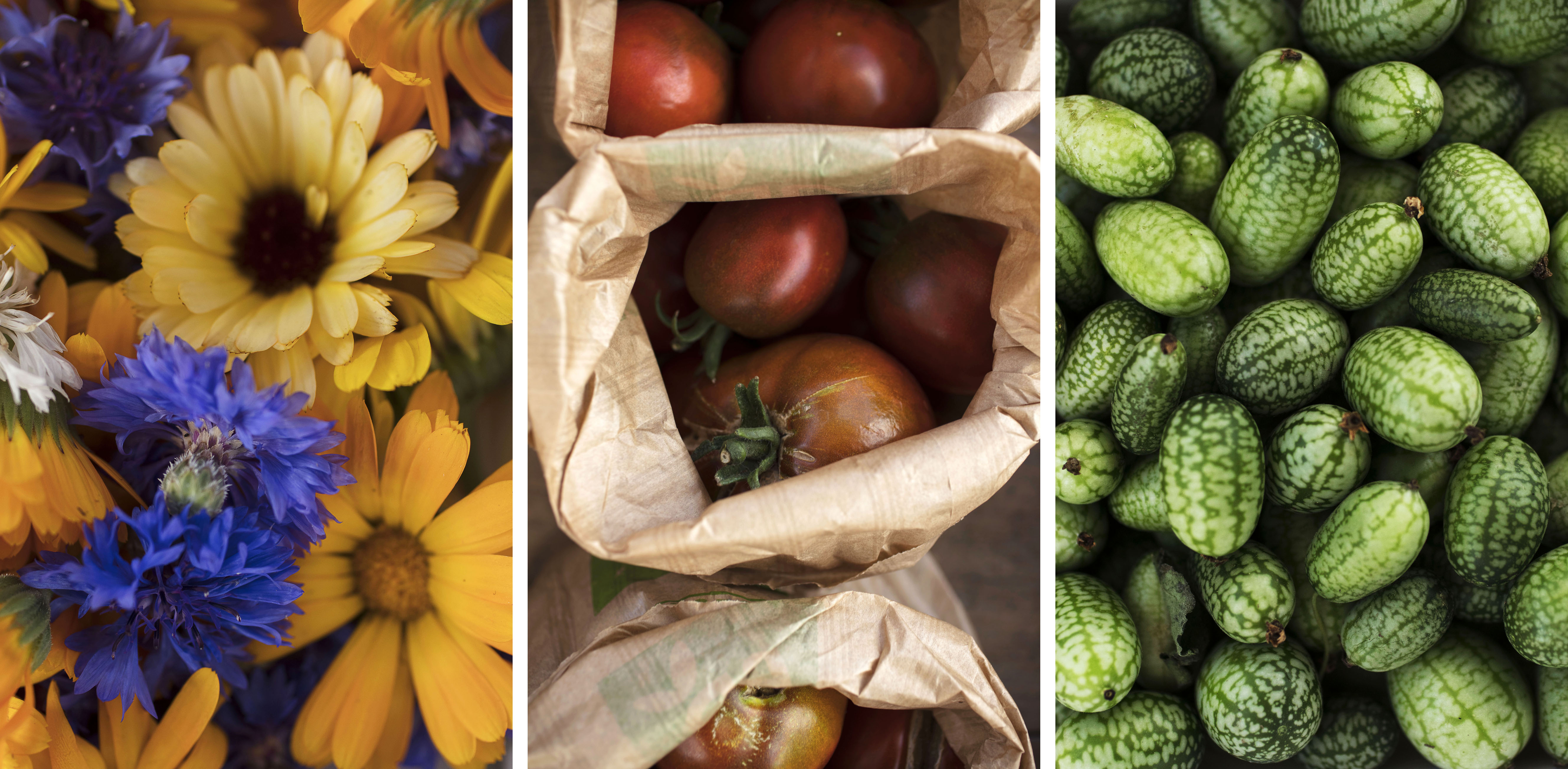 Nos légumes