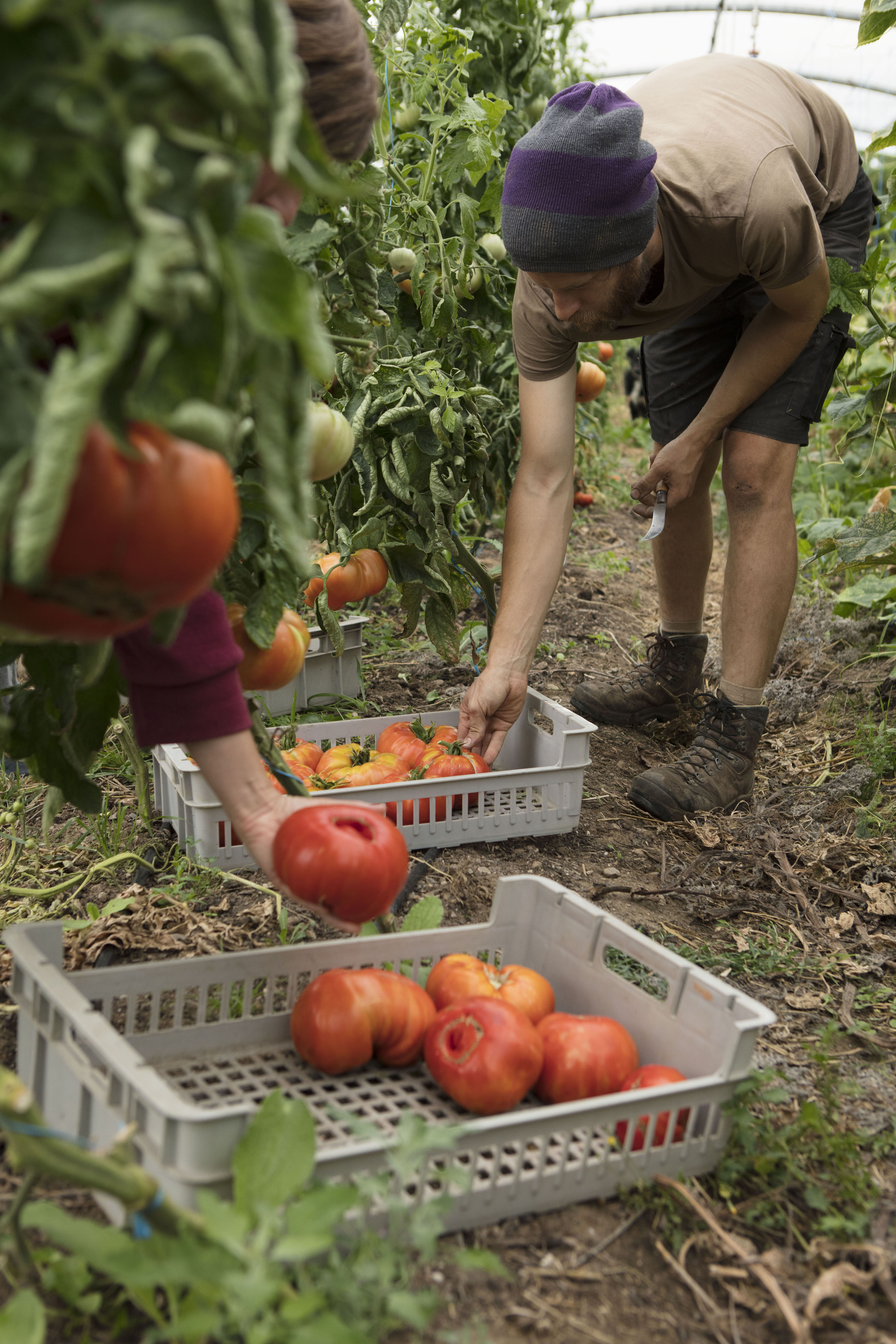 récolte tomates été 2017