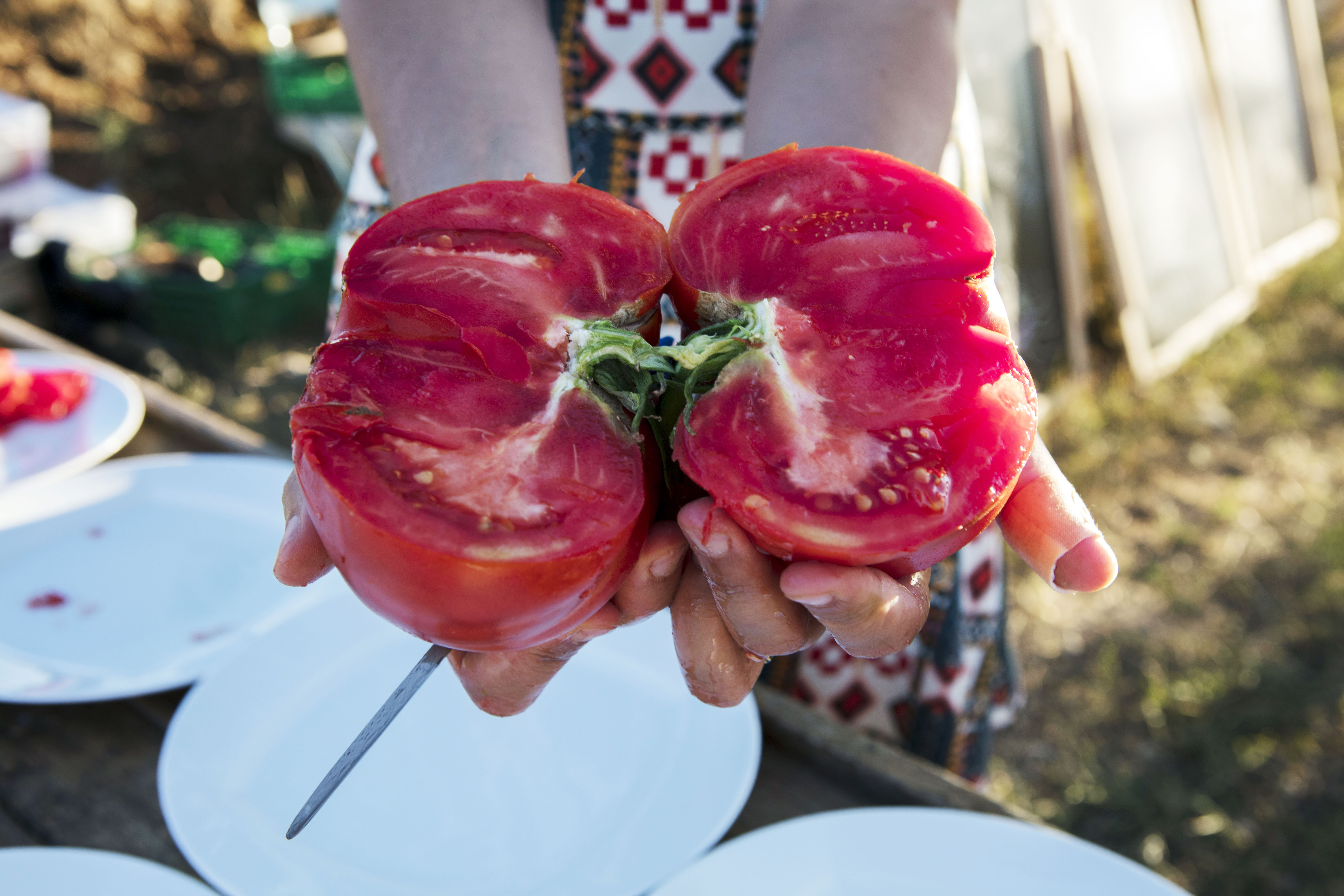 récolte tomates été 2017