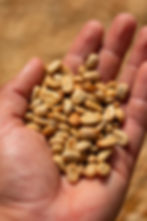 World Of Coffee Panama 2026