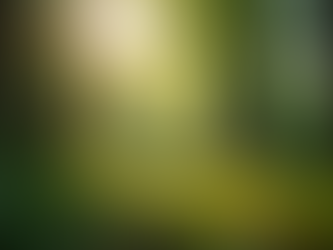 Hoe Forest Bathing Je Stress Vermindert