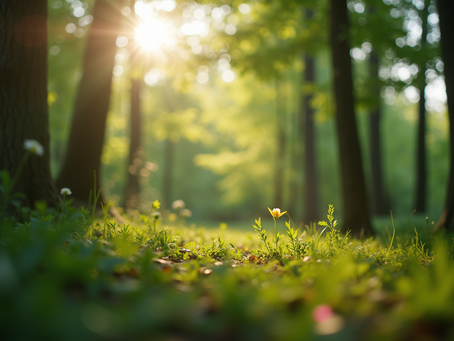 Hoe Forest Bathing Je Stress Vermindert