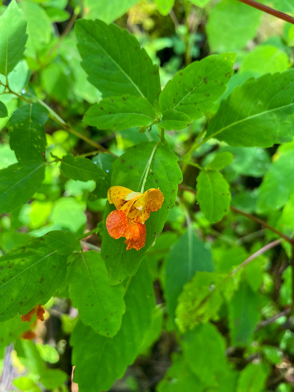 jewelweed blossom