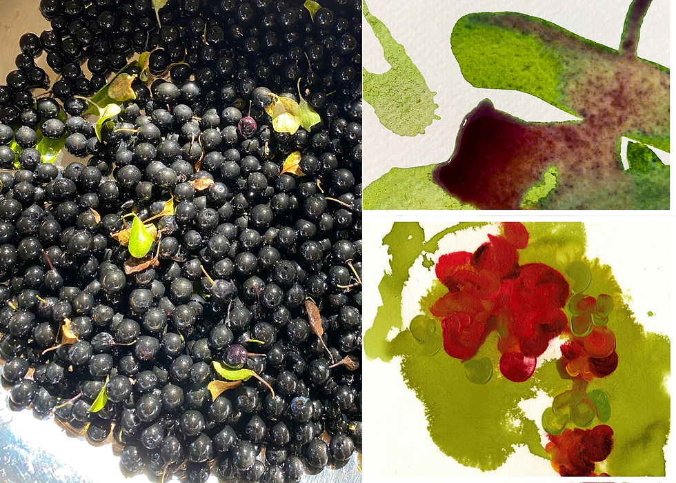 Black berries with green leaves fill the left side. Right side shows abstract watercolor art in green, red, and brown. Bright, natural mood.