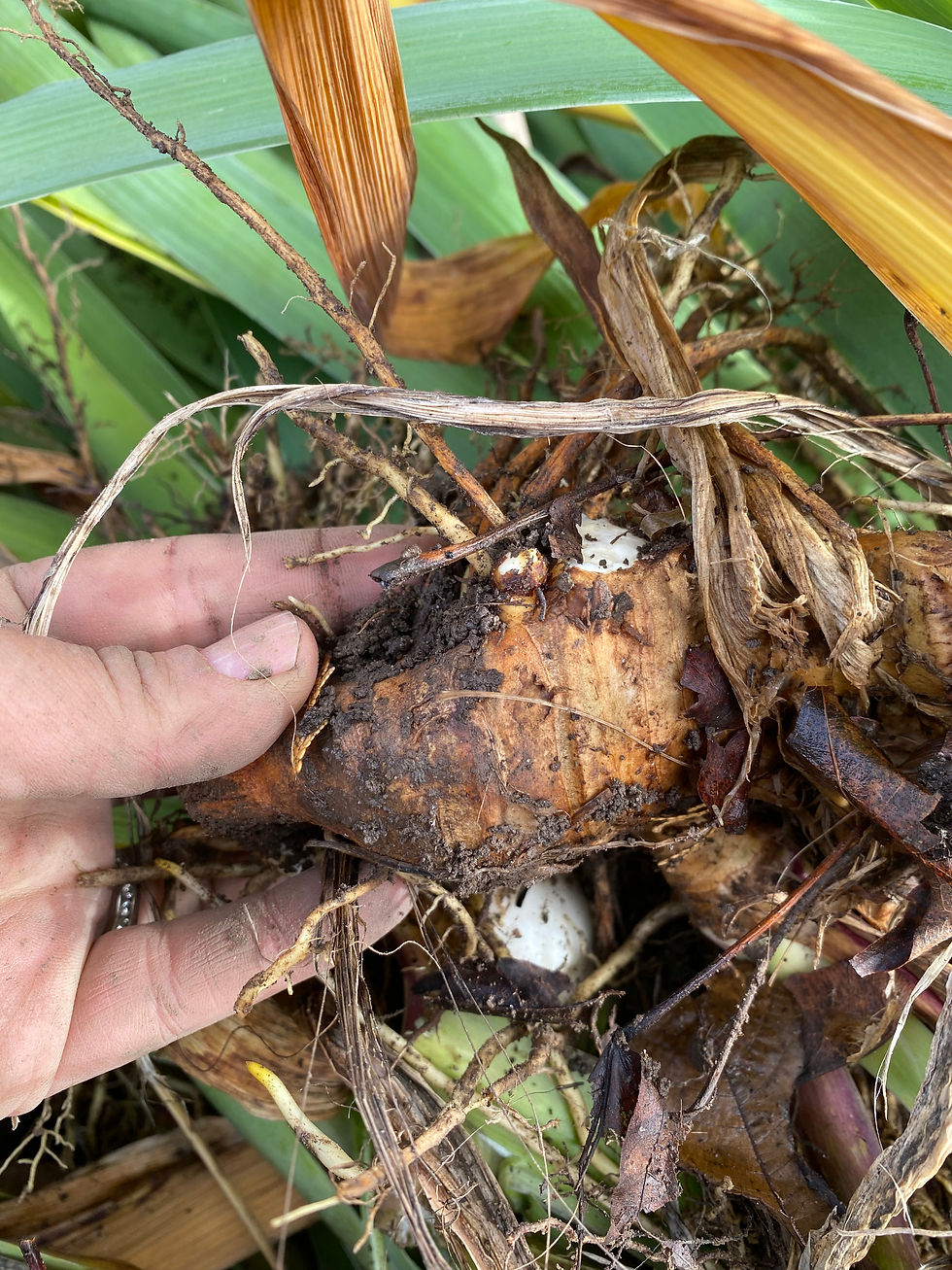 On Loving and Leaving