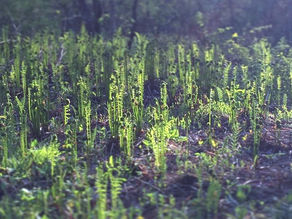 ferns emerging in spring, much like the artistic process