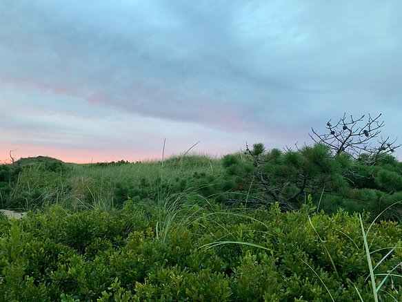 Wellfleet Marsh.HEIC
