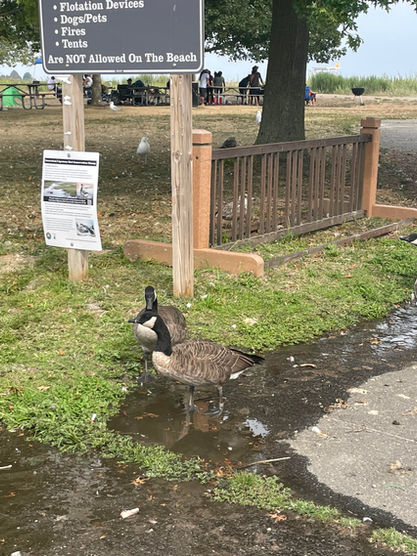 The Geese of Sherwood Island: My Unexpected Beach Companions in Connecticut