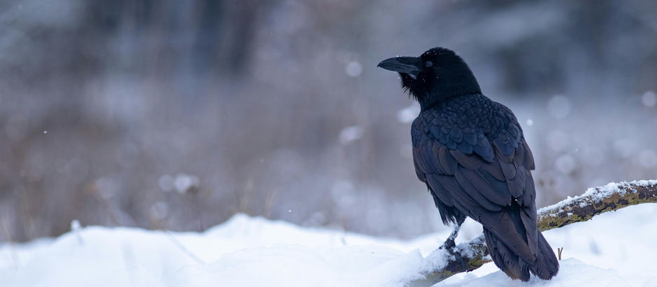 A crow perched on a branch in the snow