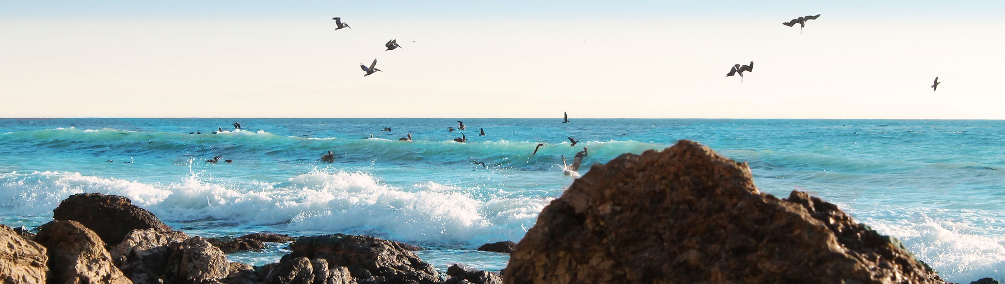 RPV_beach_pelicans_flying (1).jpg