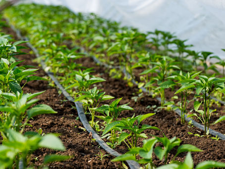 Proper Irrigation For Your Lawn and Garden Needs
