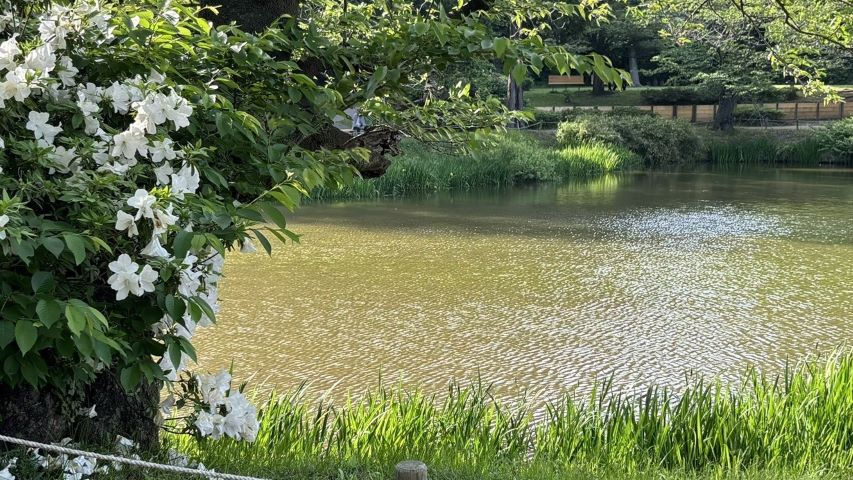 ⑦カエルクワガタ2a