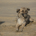 Hund an Strand mit sandiger Schnauze