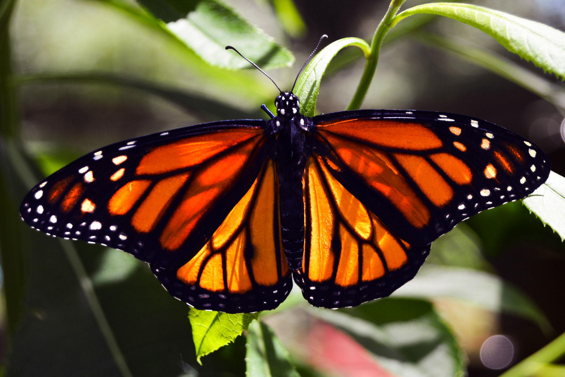 Orange Monarch