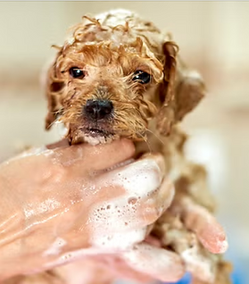 Screenshot 2025-11-09 at 12.12.17 PM.png