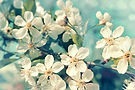 shutterstock_84936124.jpg