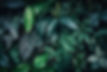 tropical-foliage-texture-background-nature-plants-trees.jpg