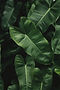 tropical-foliage-textured-pattern-background.jpg