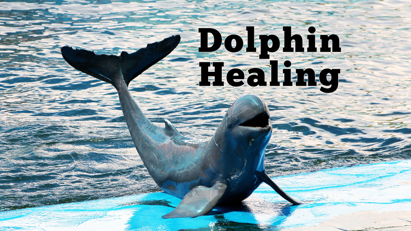 dolphin healing