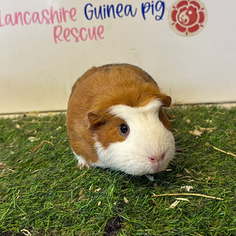 Ginger_edited.jpg