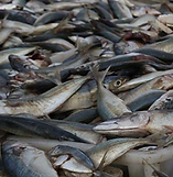 Screen Shot 2020-05-13 at 10.56.34 AM.pn