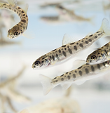 Screen Shot 2020-04-30 at 1.40.21 PM.png