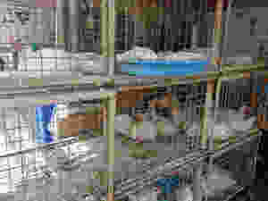 Chickens in battery cages at a wet market in India.
