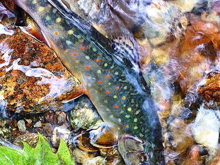 A New Appreciation For the Virginia Brook Trout