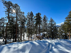 5 min. hike to 1,000 acre Wise Silent Forest