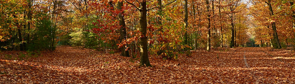 DSC_1266 (3).jpeg