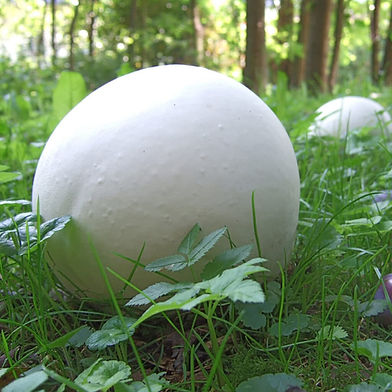 Puffball Essence