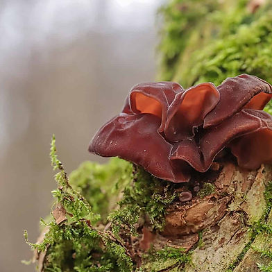 Wood Ear Essence