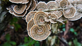 Turkey Tail Essence