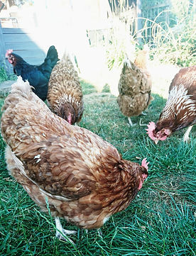 Chickens