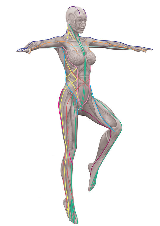 Structural Integration addresses the whole fascial system