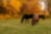 horses in the pasture in fall