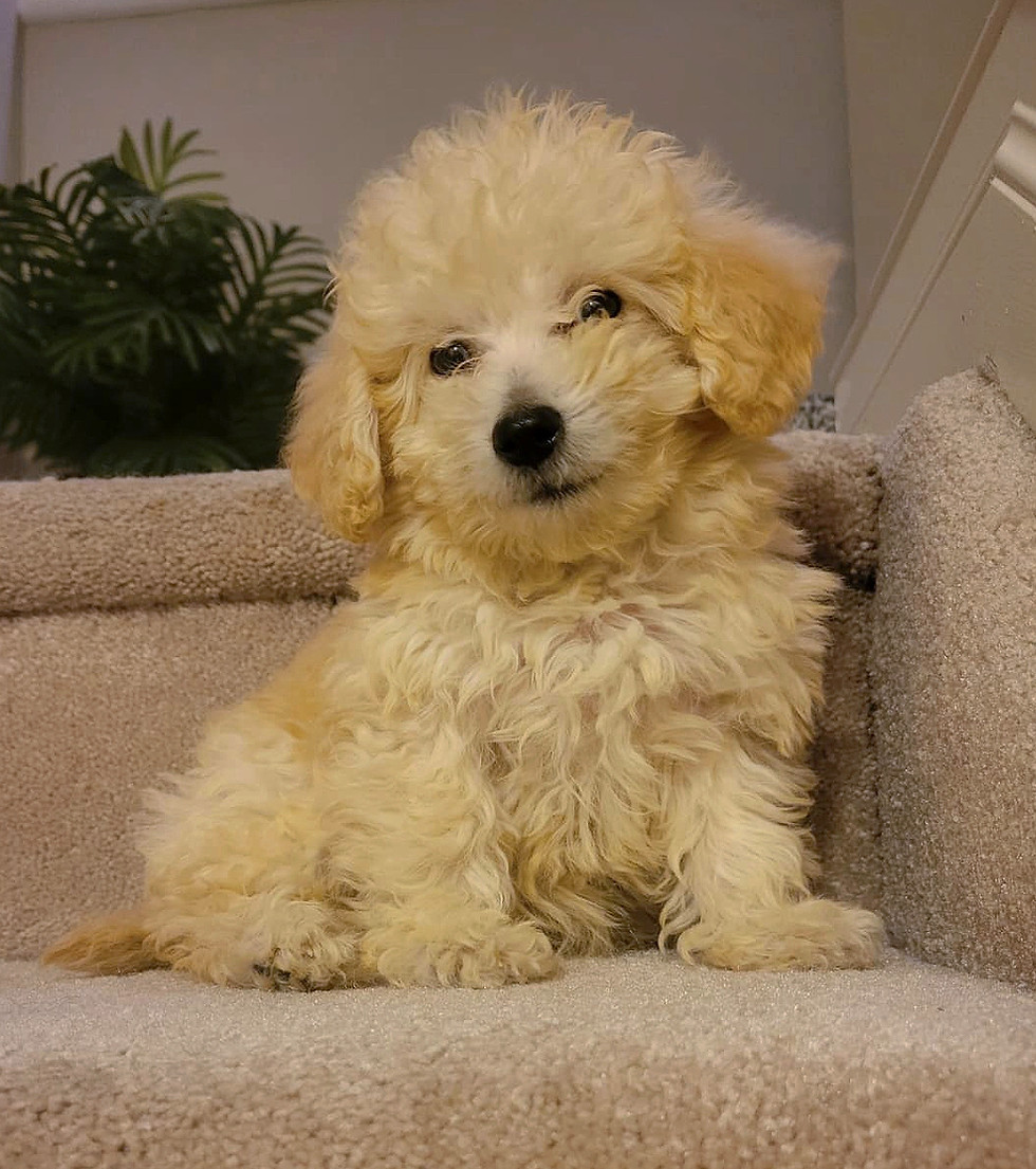 Teddy_edited.jpg