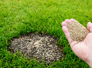 A DIY summer revival guide: How to fix dead or brown patches in your lawn