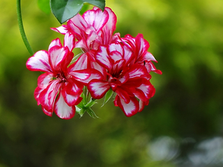 Keep mosquitoes away - Scented Geraniums