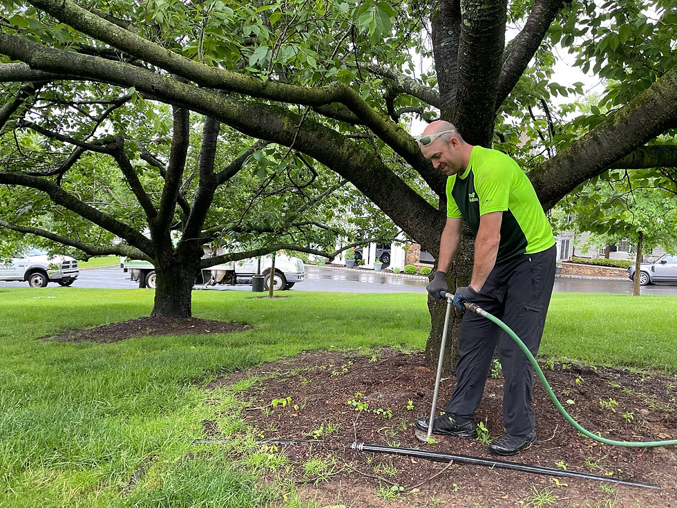 Tree-Fertilizing-NJ-deep-root-fertilizat