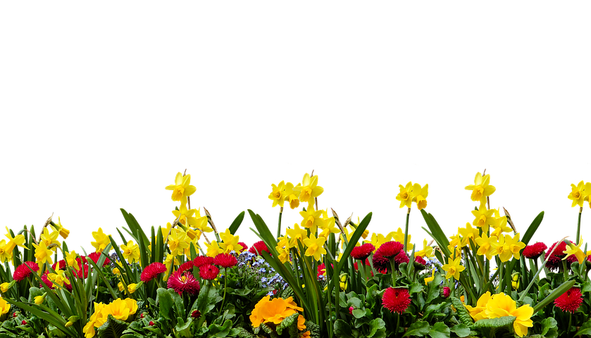 flower-3084111__480.webp
