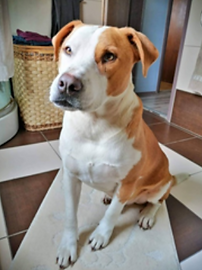 Oscar