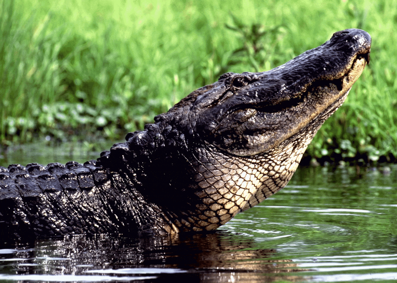 Nature_and_Wildlife_tour.gif