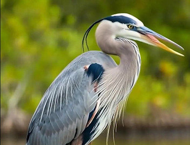 birding_blueherron_edited.jpg